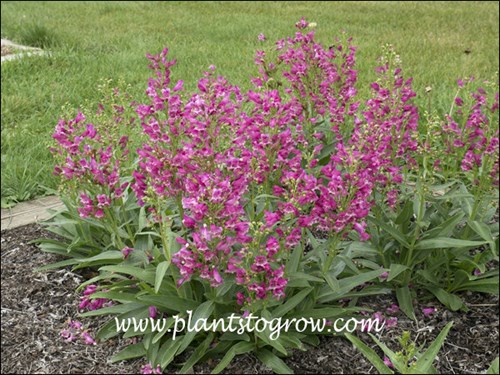 Penstemon Pink Rock Candy